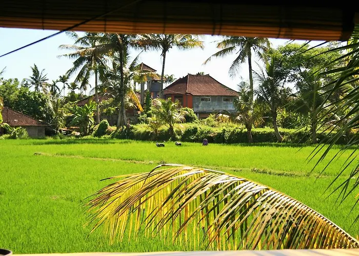 The Happy Mango Tree Auberge de jeunesse